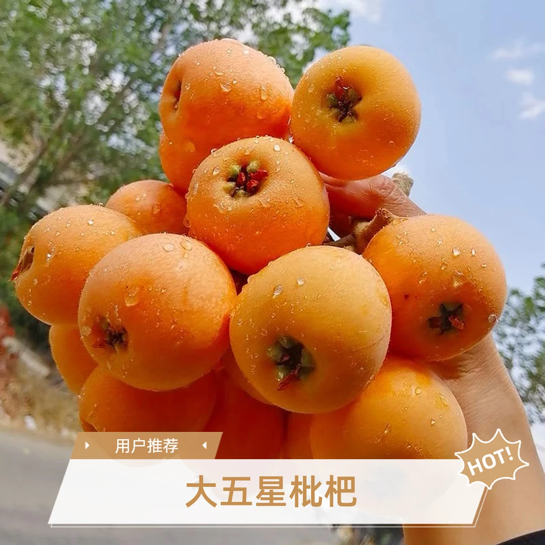 【大凉山枇杷】大五星枇杷新鲜采摘发货软糯香甜坏果包赔