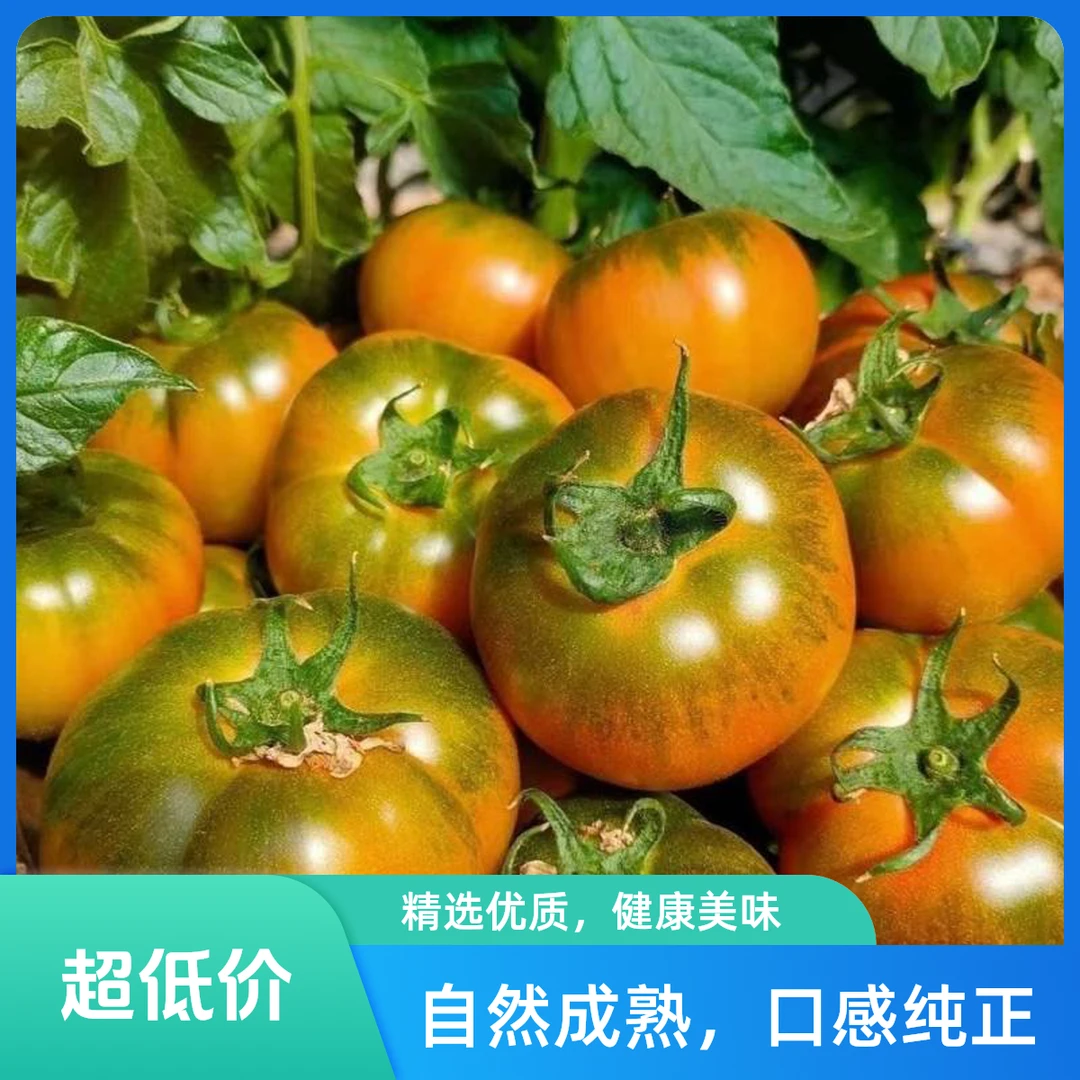 1【明日达】铁皮柿子2斤4斤草莓番茄西红柿[顺丰包邮]酸甜可口多汁自然熟天津市