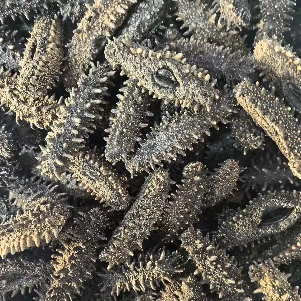 二红半干海参一斤/500g