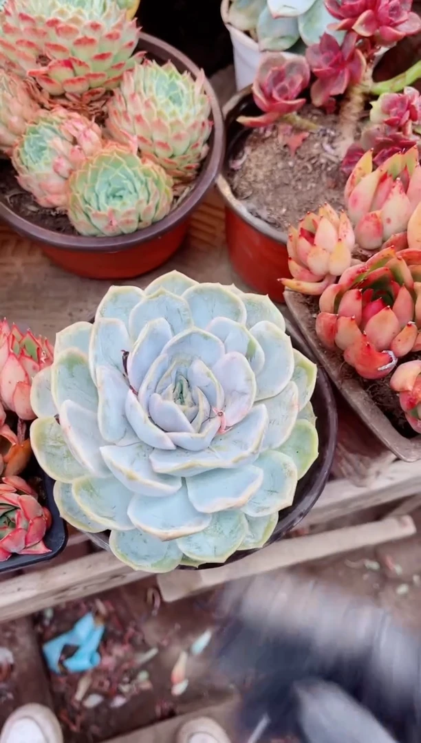 07029多肉植物一物一拍