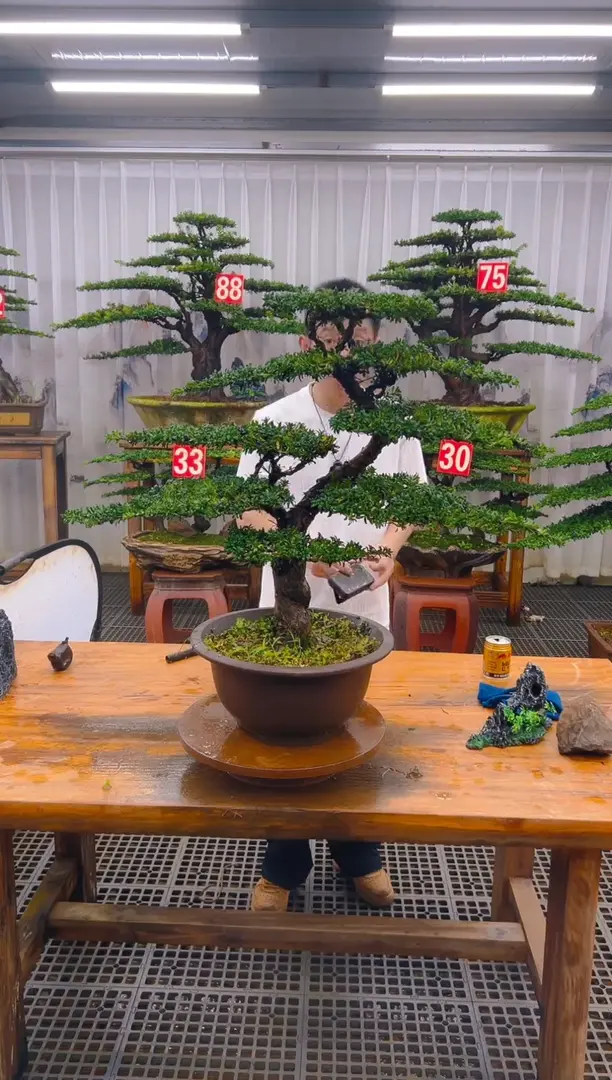无花朵精品盆景直播间一物一拍