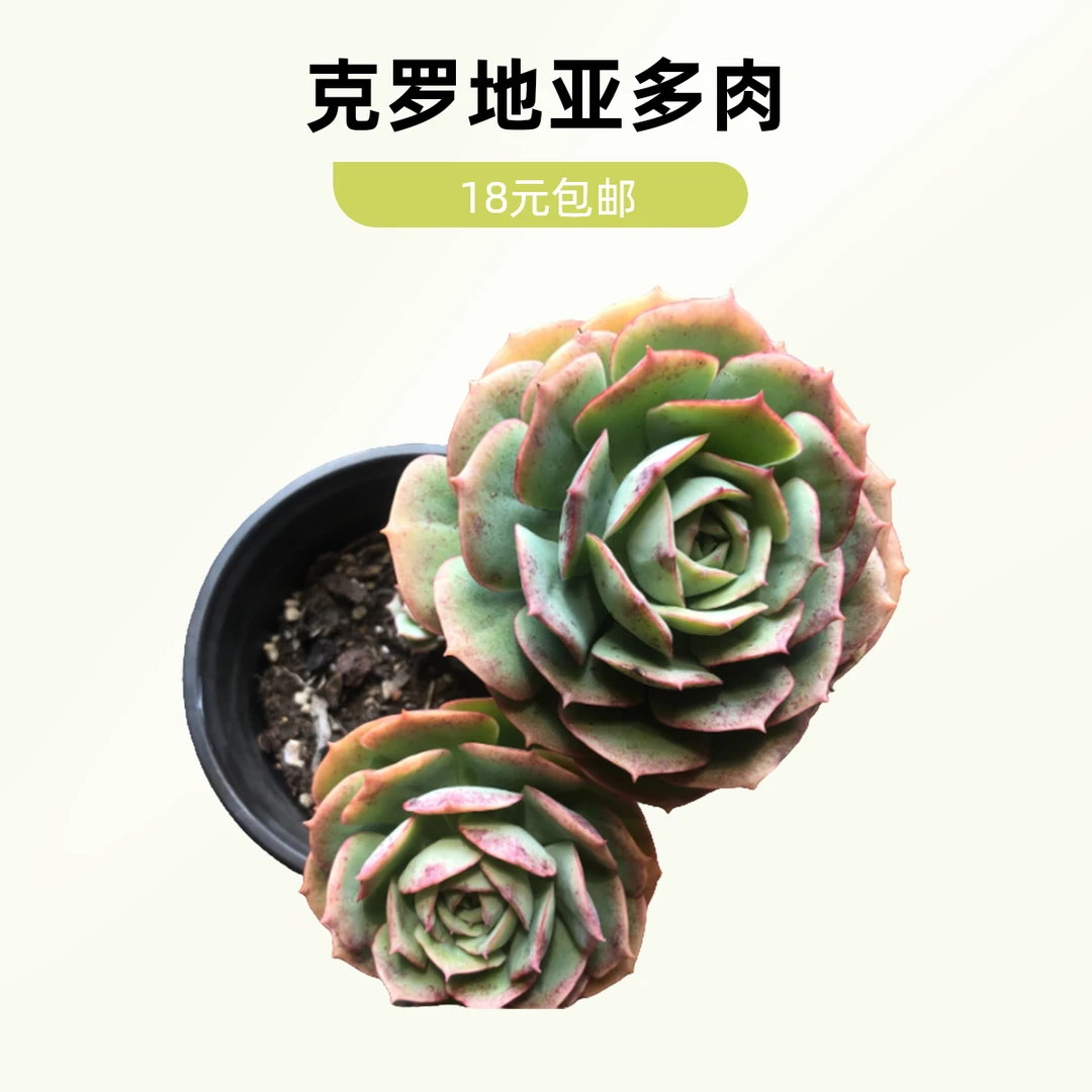 克罗地亚脱土满9.9元包邮 多肉植物 直播间展示为准