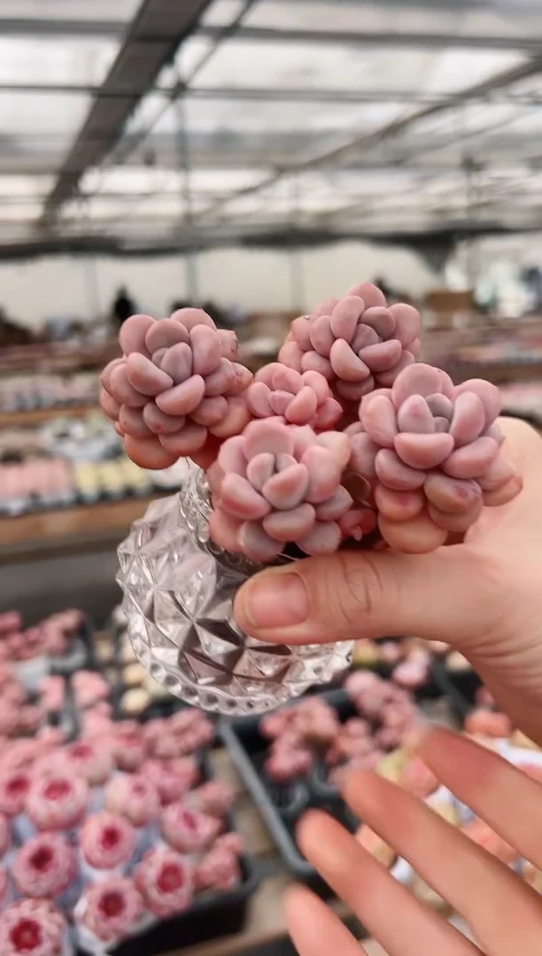 【闪购商品】无土多肉  白鹭群生一颗   带玻璃杯