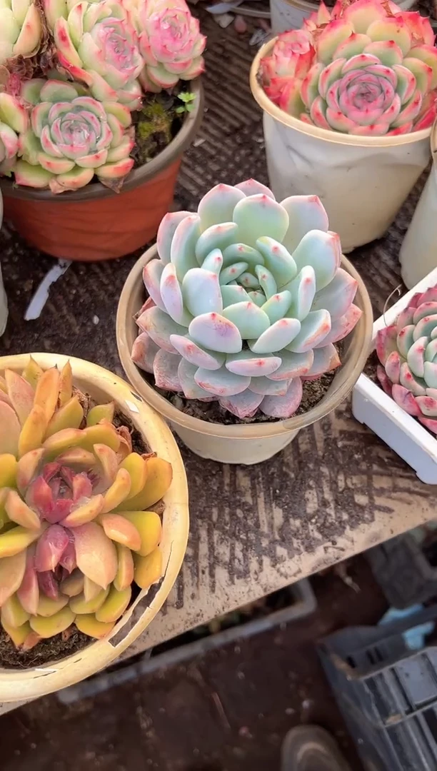 你****瓜多肉植物一物一拍27406