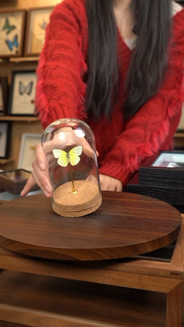 迁粉蝶木塞款玻璃罩