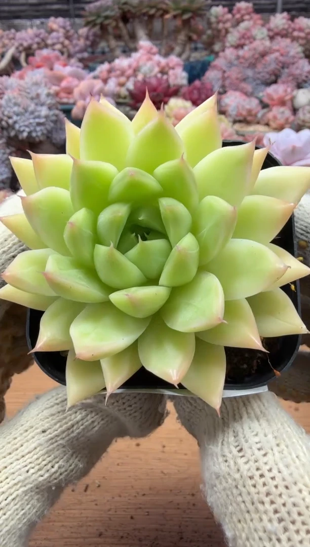 东云多肉园三店-95