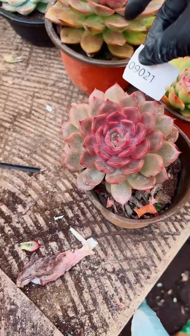 果*多肉植物一物一拍09021