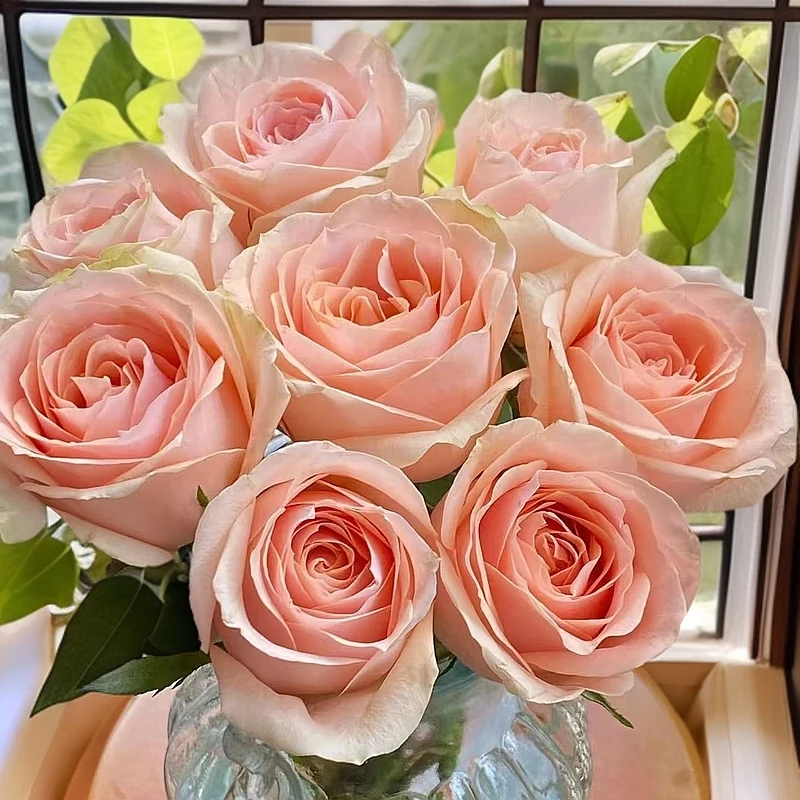 【阿卷哥专属】A级方德胭脂单头玫瑰 云南鲜花京东包邮