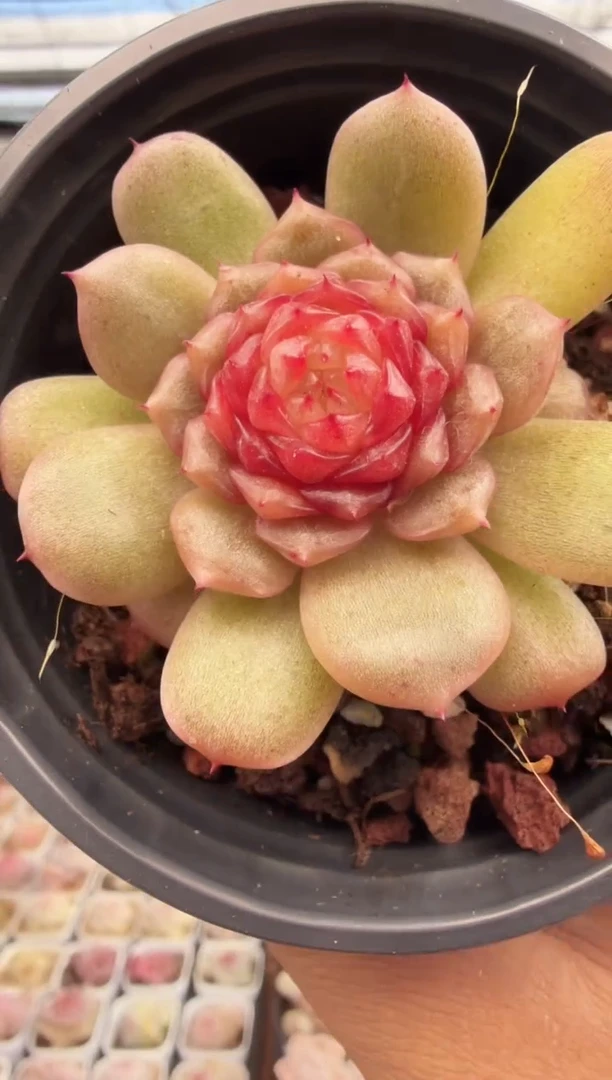 东云多肉园新款-248