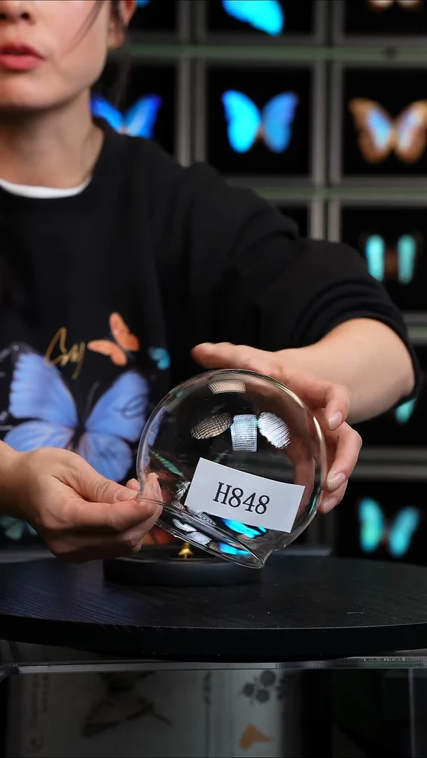 微瑕蝴蝶标本摆件一口价H848