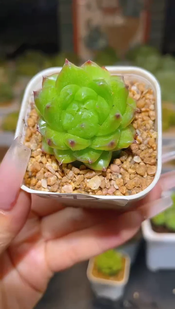 012幻觉