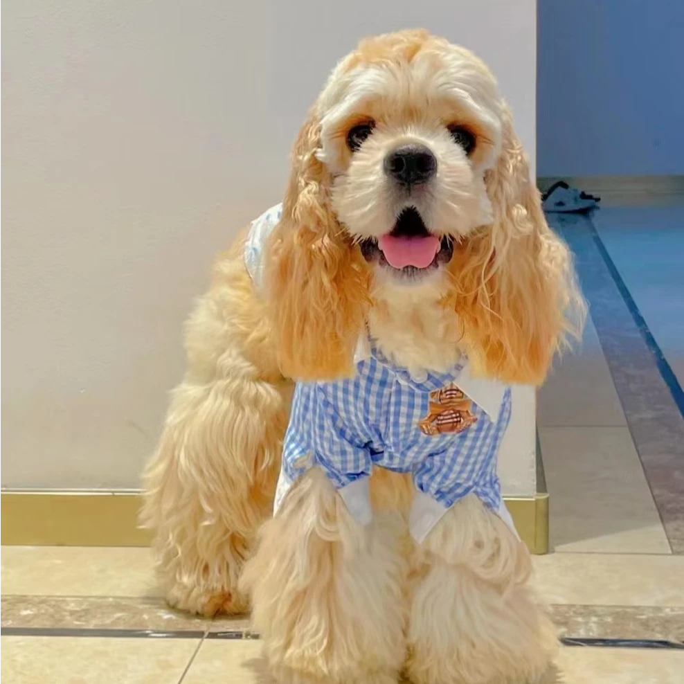 萌宠专属链接 美国可卡犬 美卡犬 宠物活体狗狗