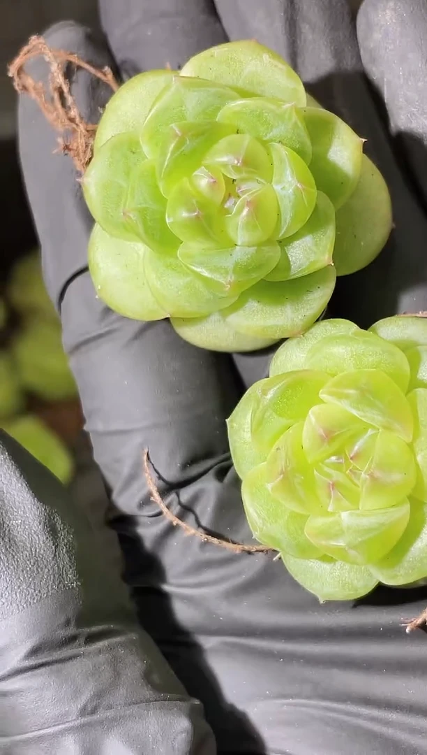 闪购2318 一步之遥2-3厘米 量拍发一颗