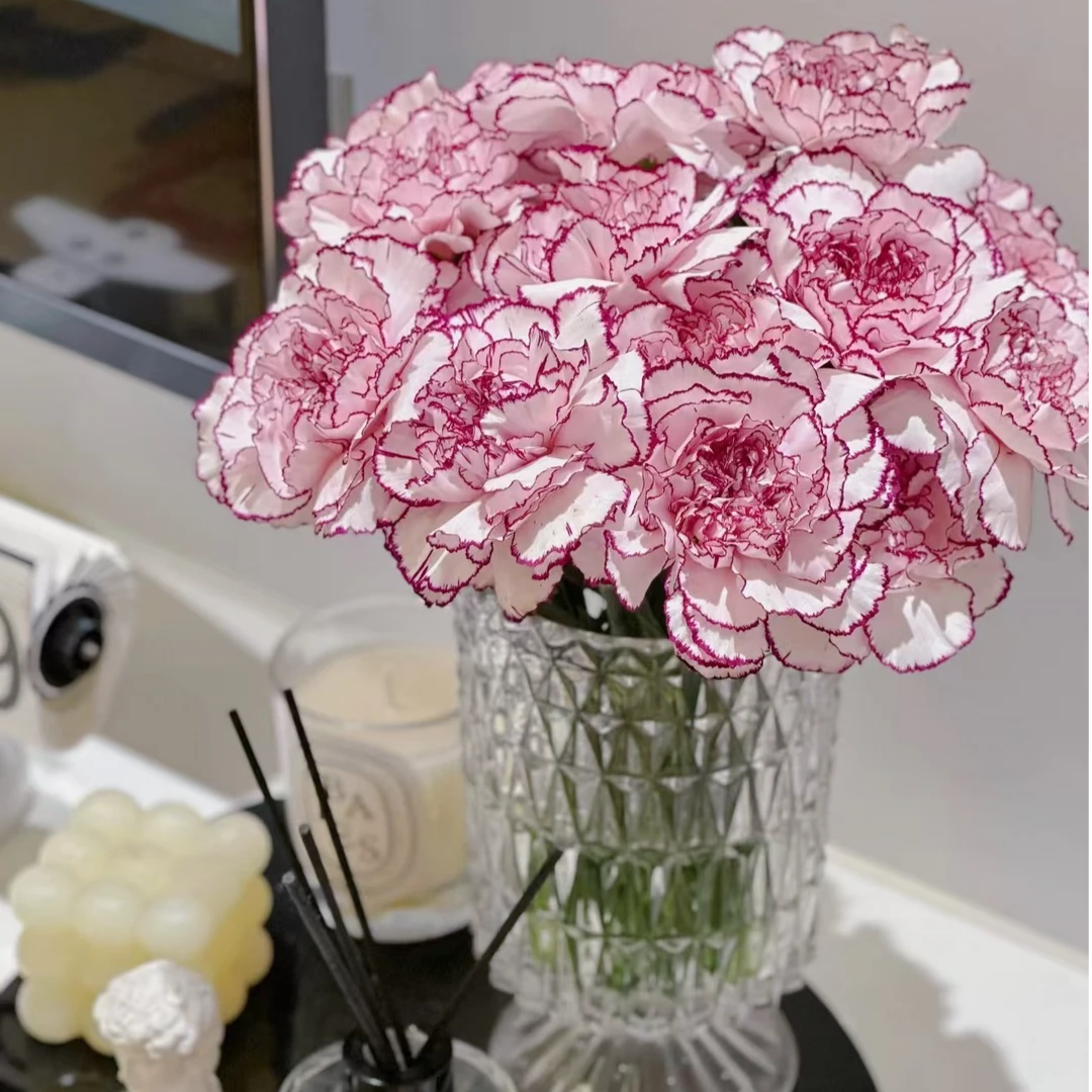 紫精灵康乃馨10支一扎 鲜花批发直播昆明鲜花批发次日达包邮，今天拍明天到