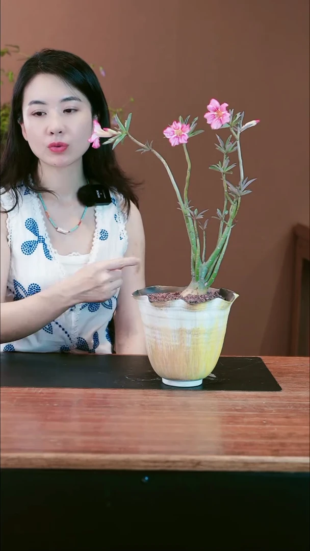 无花朵沙漠玫瑰盆景盆景盆景