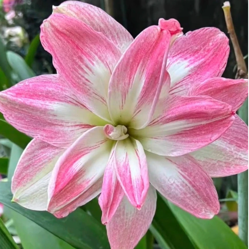澳朱猛犸象重瓣开花朱顶红种球