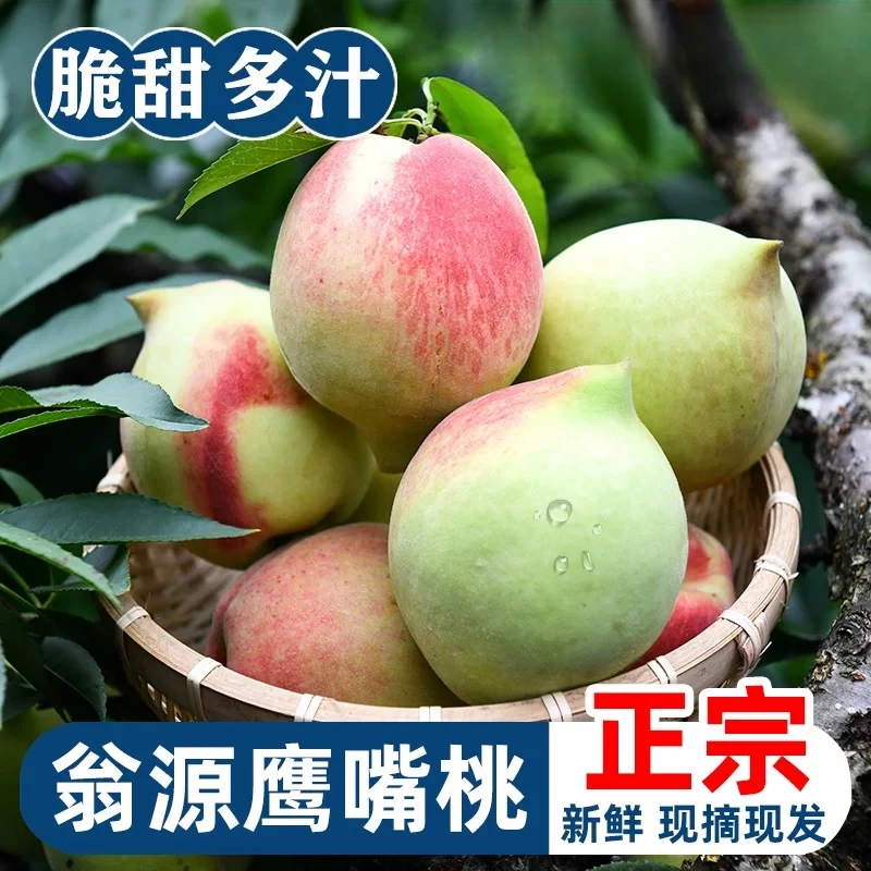 诗榆园广东云南鹰嘴桃水果现摘当季新鲜脆甜桃子时令水果水蜜桃