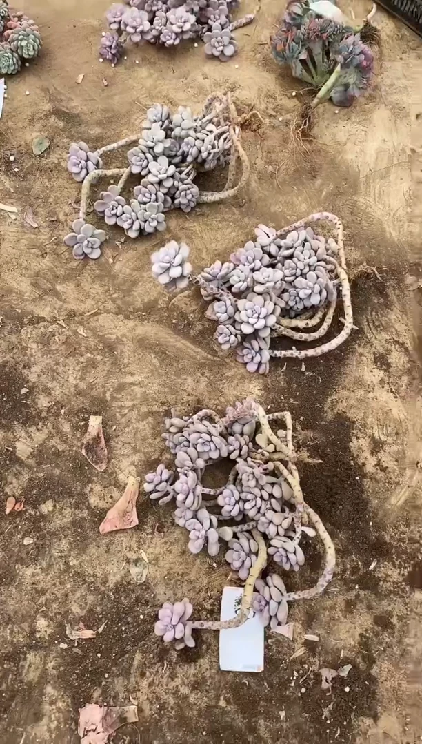 【闪购商品】82号大桃蛋4颗￥198