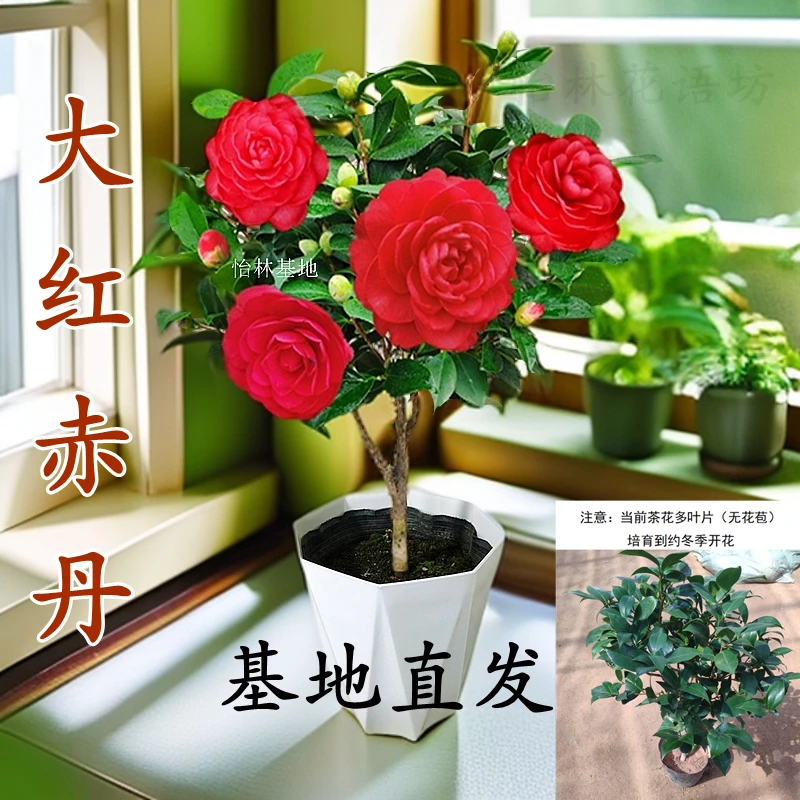四季大红赤丹茶花盆栽山茶花苗室内外阳台植物耐寒浓香好养