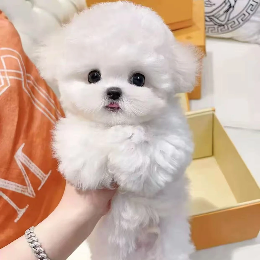 (培姐的高端韩系比熊）狗狗活体