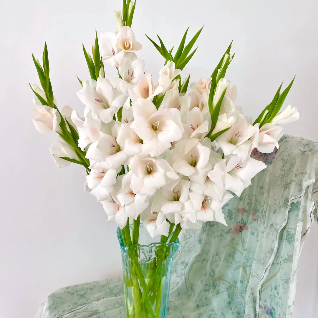 【顺丰冷链包邮】高端稀有香槟初恋剑兰鲜花家庭插花水养生花苞发货