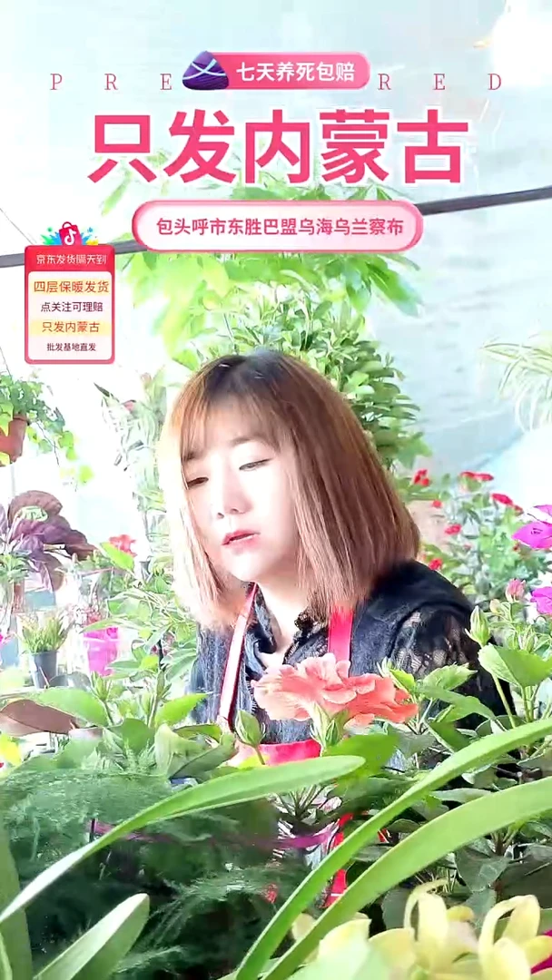 完全开放橙红色朱锦盆栽