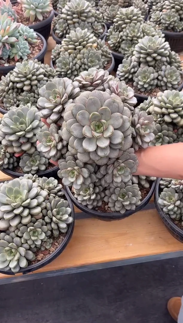 葡萄