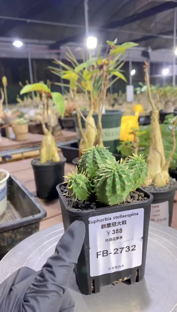 【闪购商品】群星冠FB-2732