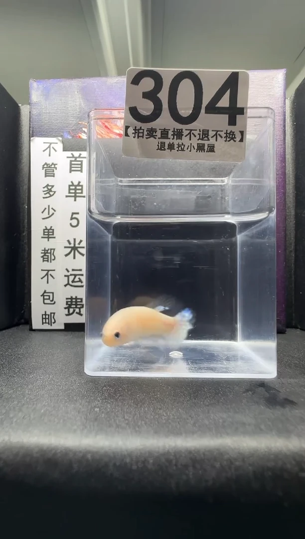 斗鱼母鱼编号：304