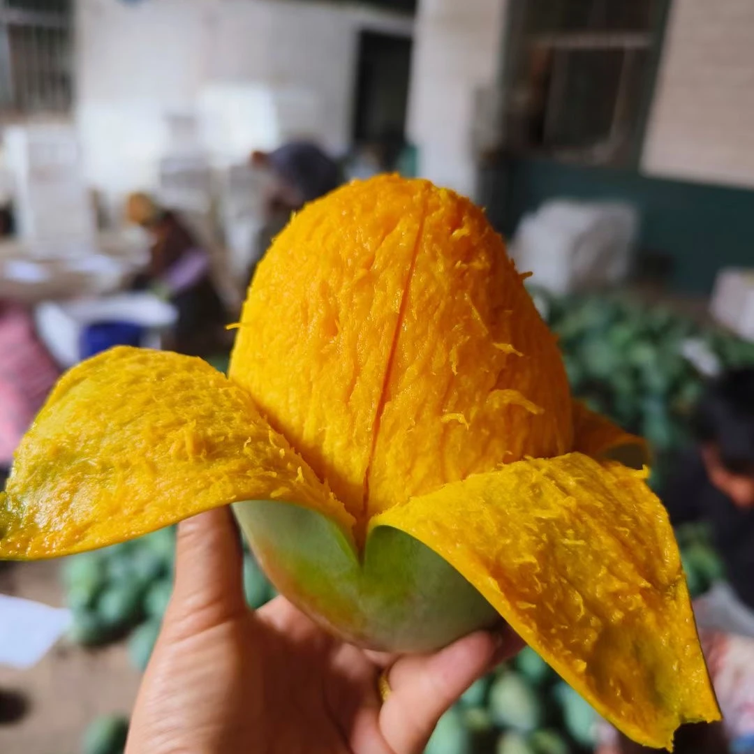 【10斤补贴】四川攀枝花凯特芒果新鲜应季水果包邮大青芒果整箱5