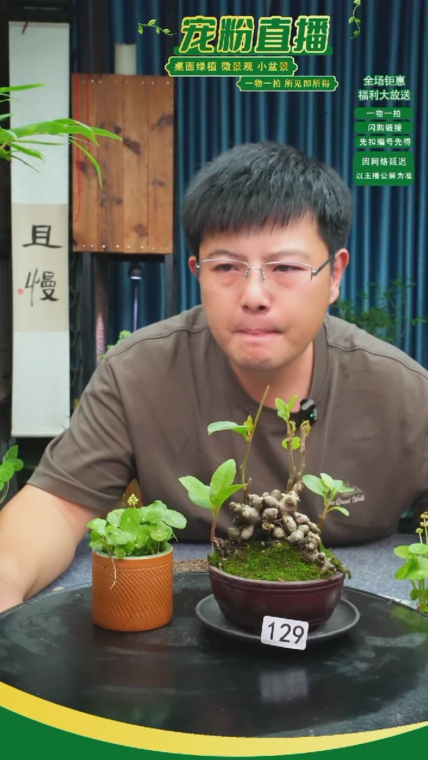 无花朵其****7苔藓微景观129号