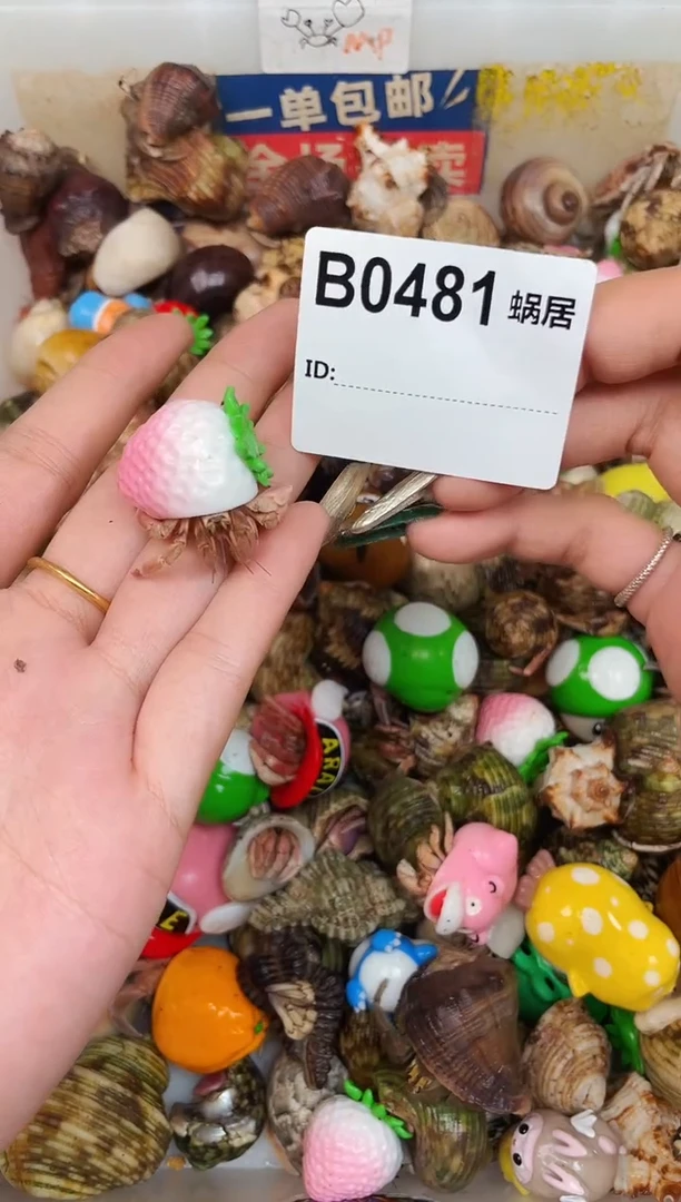 余**c陌派甄选寄居蟹0481