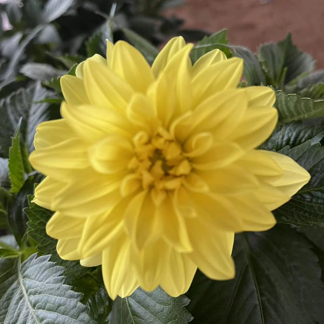 多色重瓣小丽花《颜色丰富》