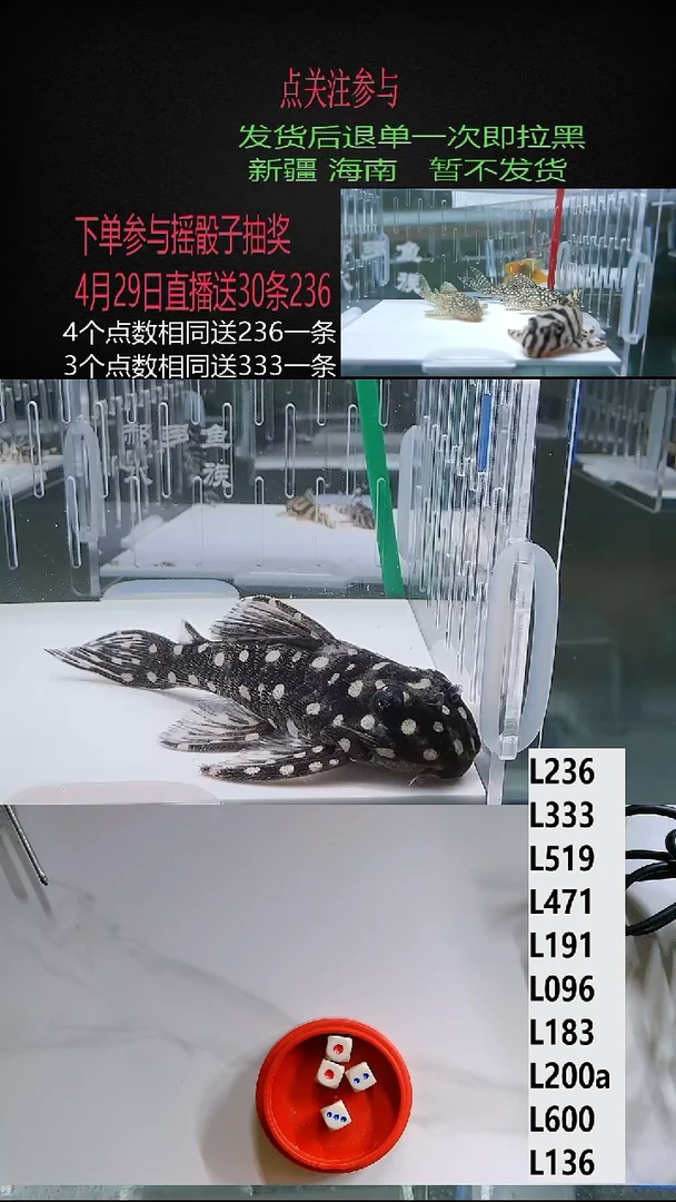 清道夫7不包入缸损（微短头）61