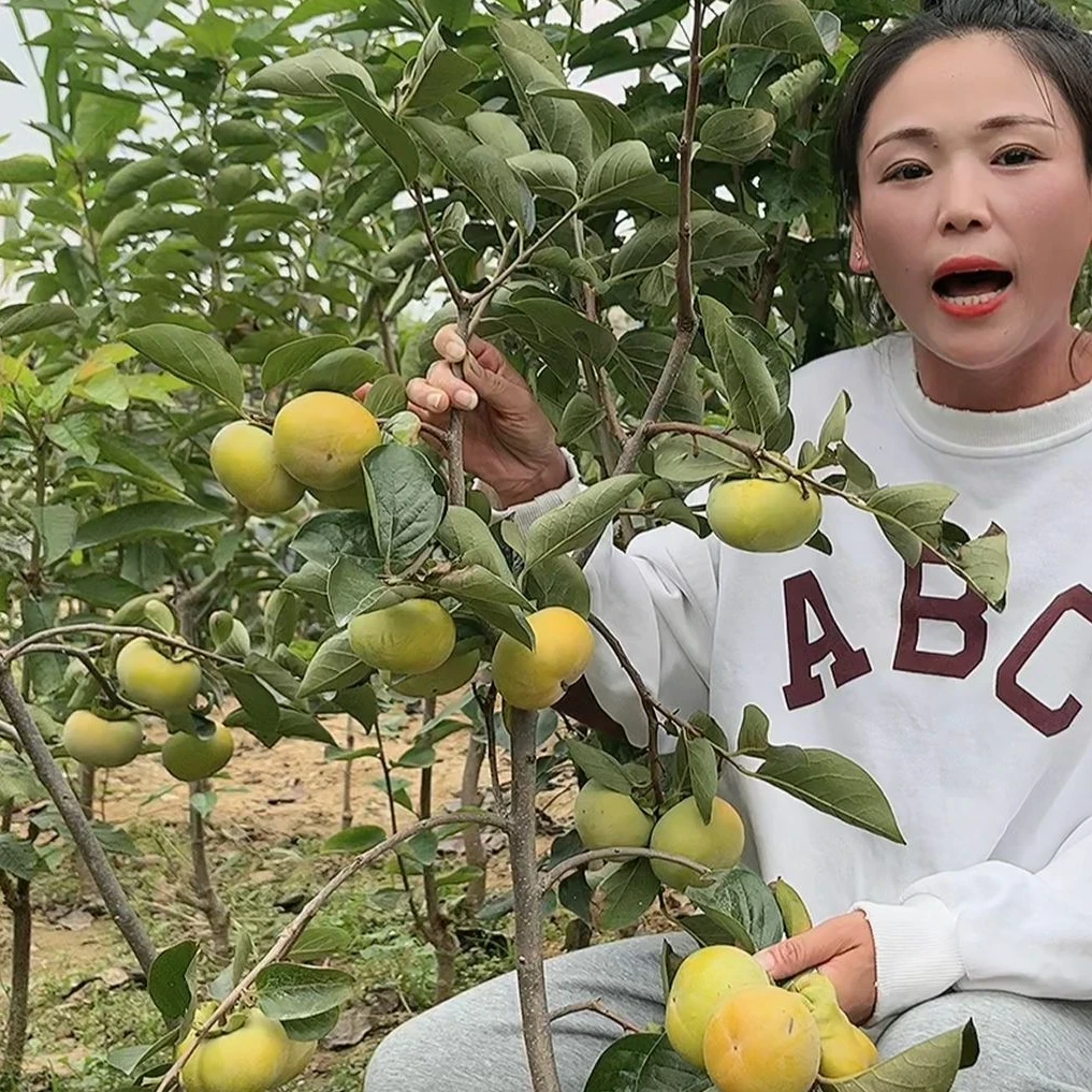 脆甜柿子树苗阳丰太秋当年结果特大柿子脱涩柿子矮化柿子果树果苗