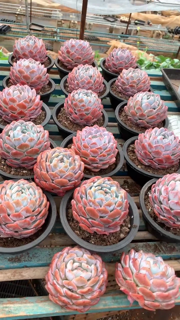 精控橙梦露1颗脱土【2单包邮】