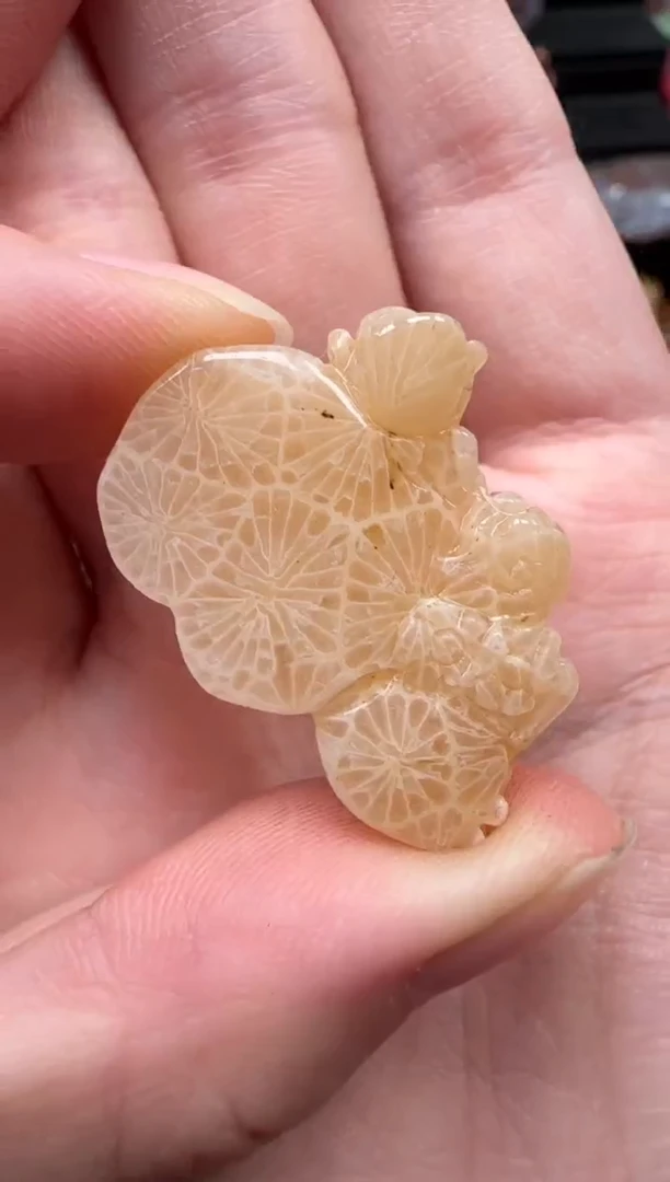 颈饰未镶嵌硅化珊瑚（珊瑚玉）561