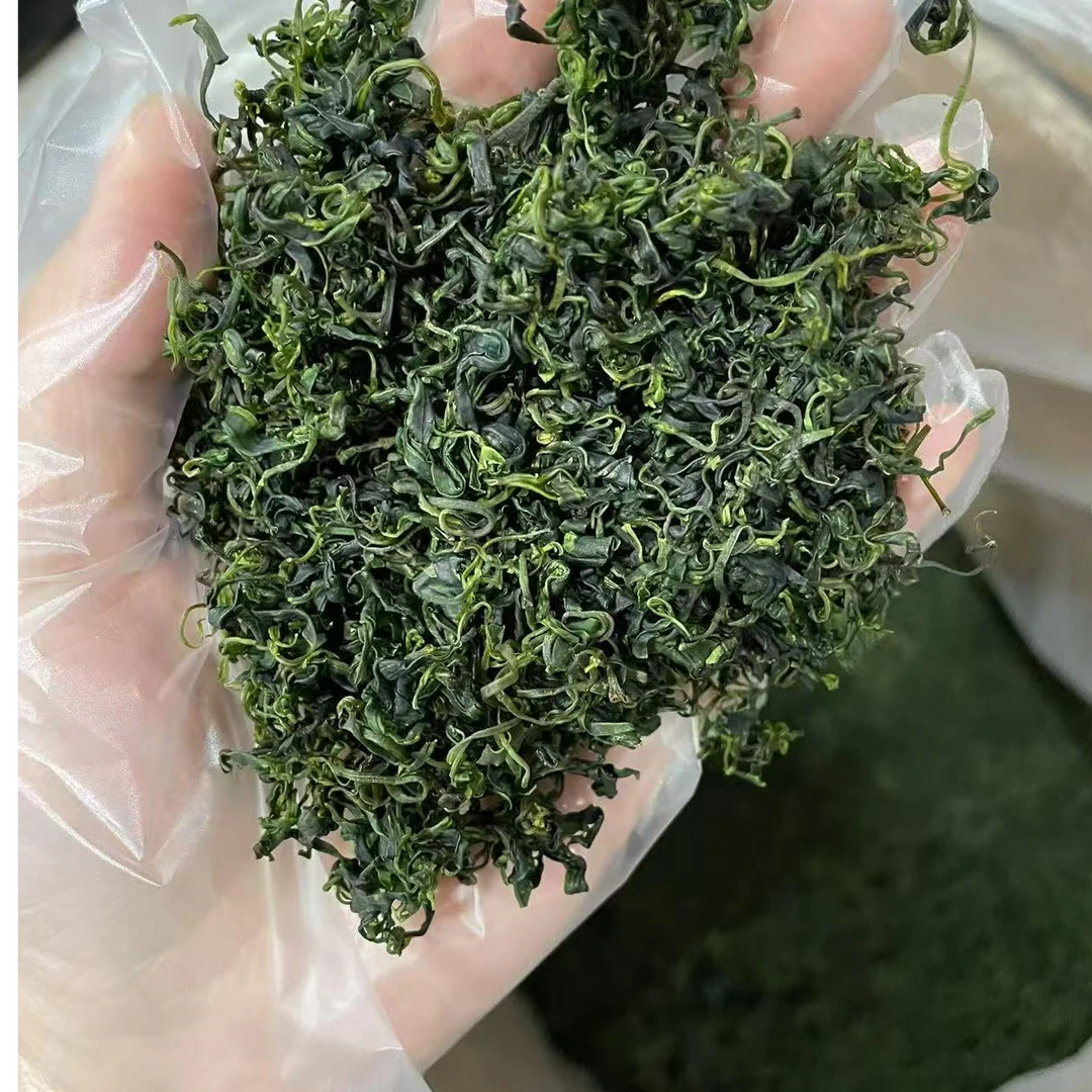 2025明前苦丁茶明前嫩绿苦茶清热解暑先苦后甜清香头采春茶