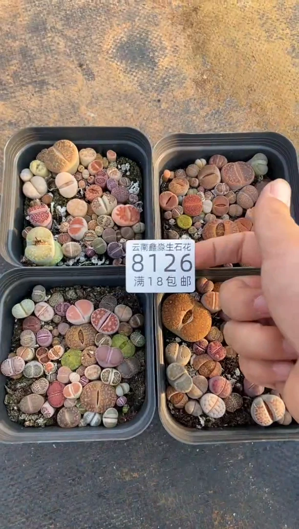 【闪购商品】8126特价十方混合有疤瑕疵发1盒量拍