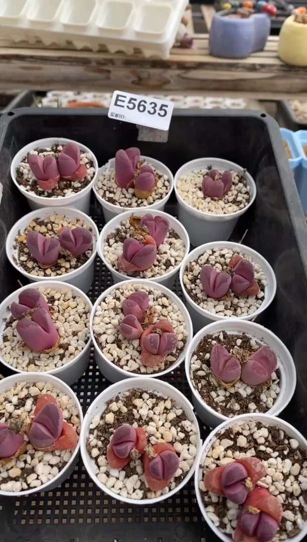 5635直播一物一拍