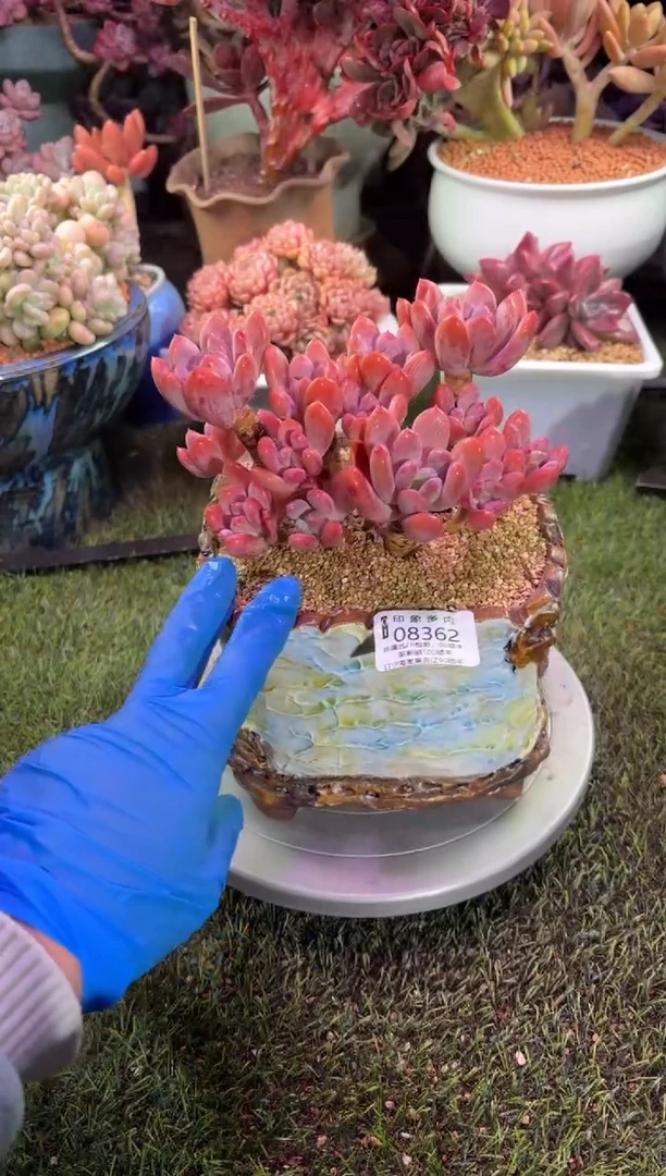 【闪购商品】08362