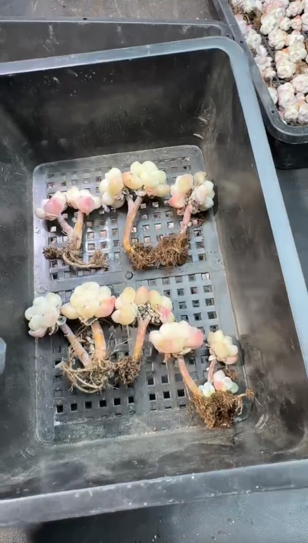 【闪购商品】14号到手1框--江北多肉