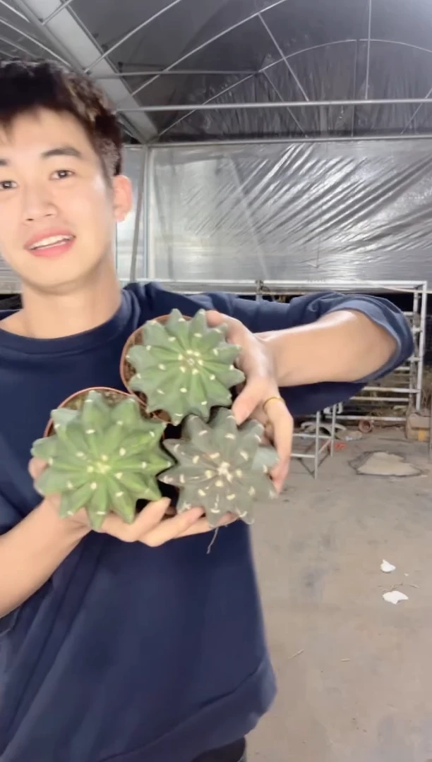 【闪购商品】3颗 实生根 短毛丸 6-8cm