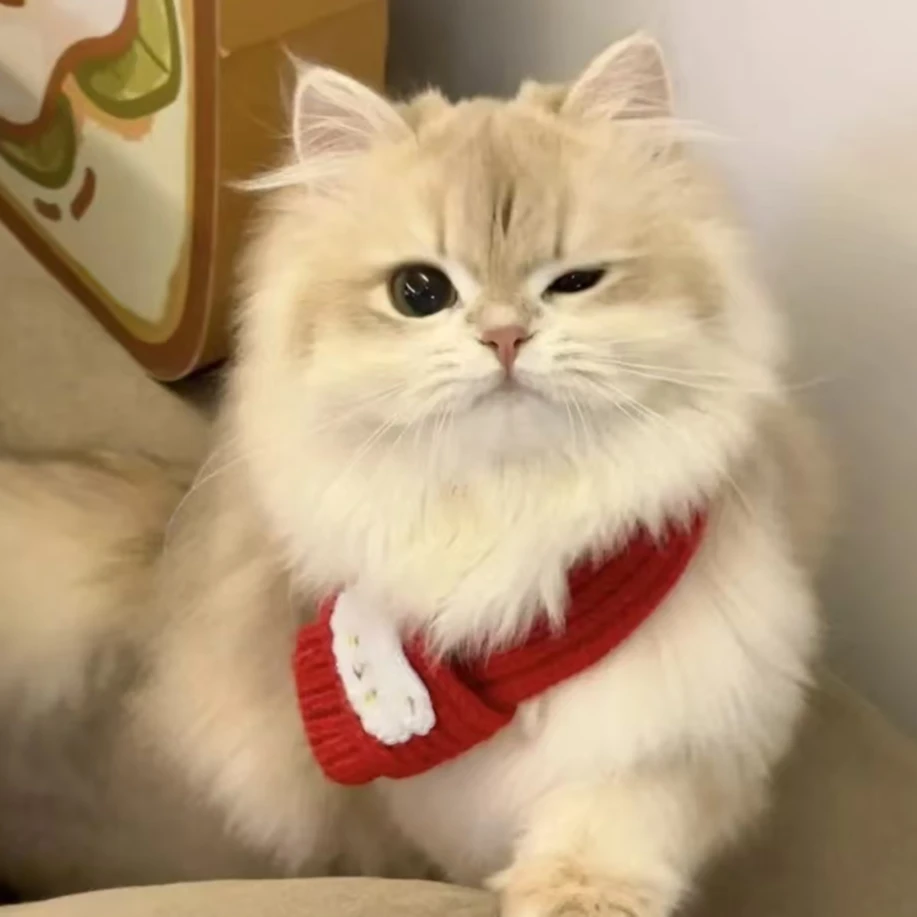 【天才猫舍】猫猫专属链接
