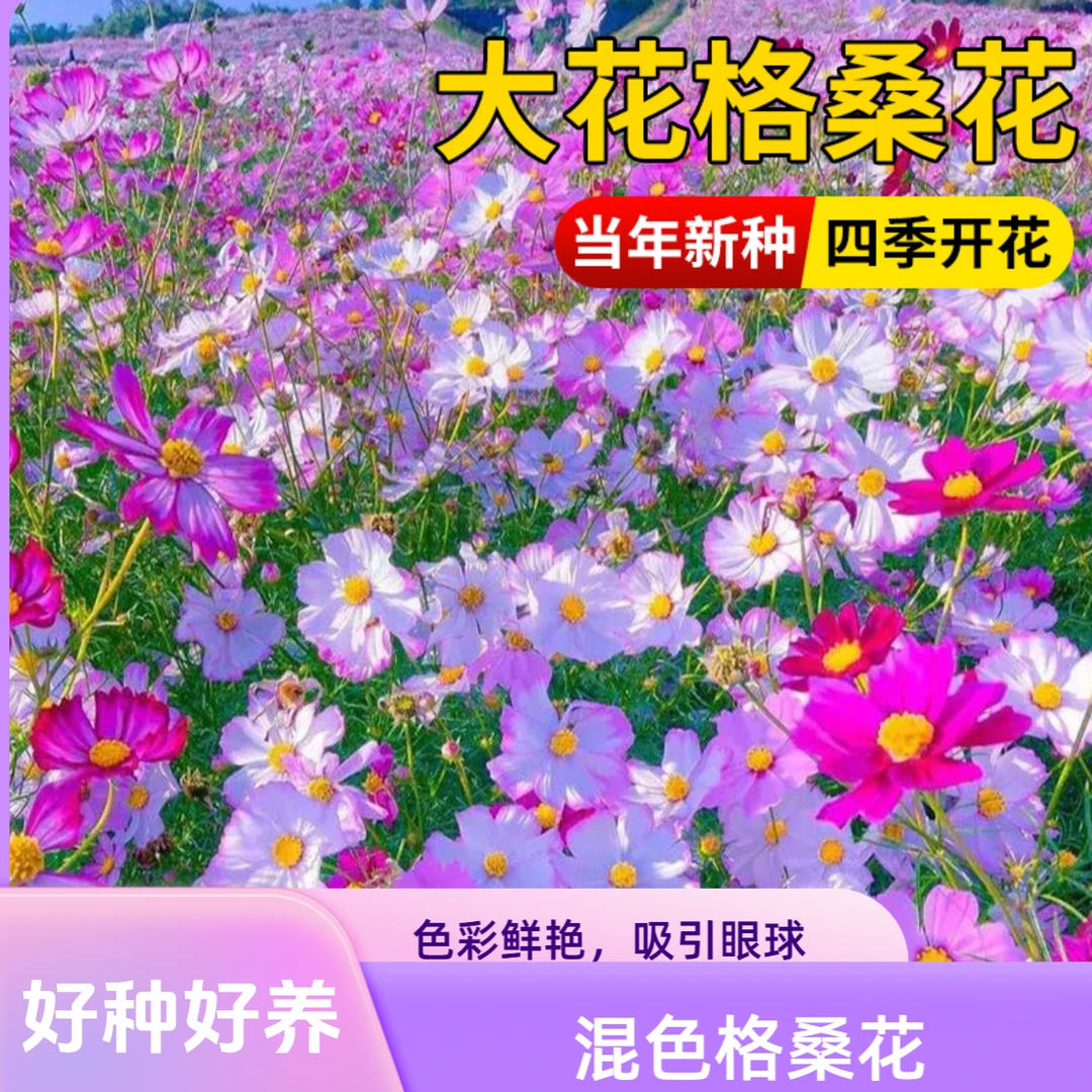 波斯菊花种子格桑花种籽子四季播种开花易活七彩花籽庭院野花种孑