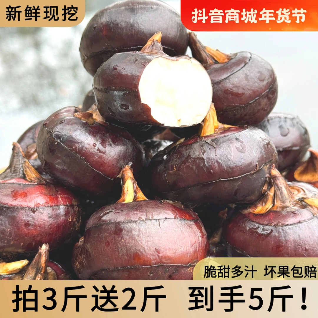 广西桂林新鲜现挖马蹄荸荠新鲜清甜化渣