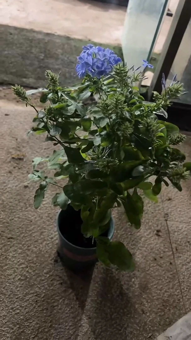 完全开放两单包邮，蓝雪花棒棒糖