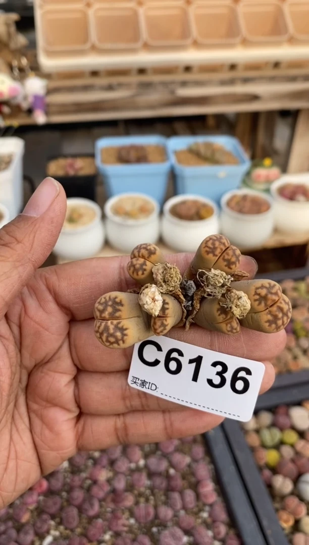 6136直播一物一拍