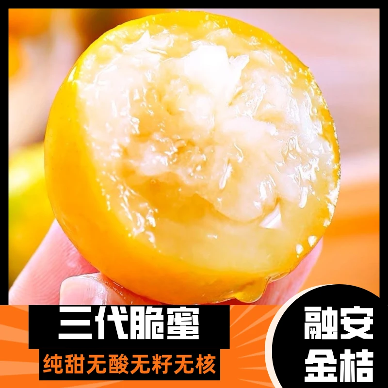 【5斤装融安脆蜜金桔】新鲜爆汁纯甜无酸果园直发产地直发现摘现发。