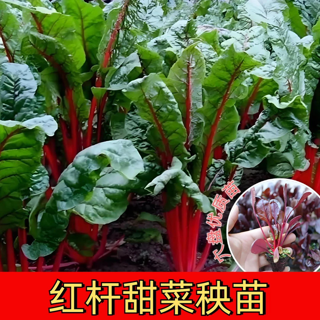 红杆甜菜苗金杆牛皮菜阳台盆栽庭院种植